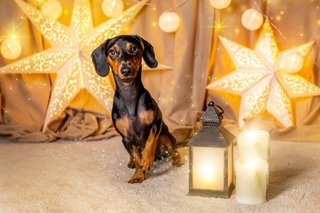 Weihnachtliche Hundefotos im Fotostudio Dresden-017.jpg