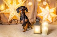 Weihnachtliche Hundefotos im Fotostudio Dresden-017.jpg