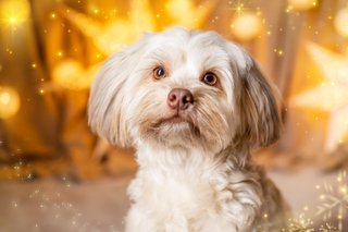 Weihnachtliche Hundefotos im Fotostudio Dresden-011.jpg