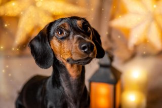 Weihnachtliche Hundefotos im Fotostudio Dresden-016.jpg
