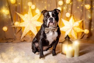 Weihnachtliche Hundefotos im Fotostudio Dresden-012.jpg