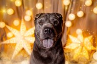 Weihnachtliche Hundefotos im Fotostudio Dresden-025.jpg