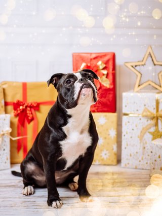 Weihnachtliche Hundefotos im Fotostudio Dresden-013.jpg