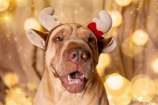 Weihnachtliche Hundefotos im Fotostudio Dresden-026.jpg