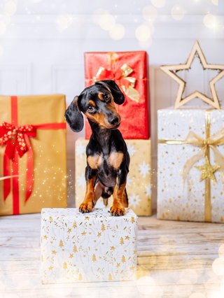 Weihnachtliche Hundefotos im Fotostudio Dresden-019.jpg
