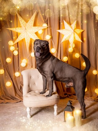 Weihnachtliche Hundefotos im Fotostudio Dresden-027.jpg