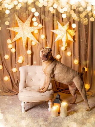 Weihnachtliche Hundefotos im Fotostudio Dresden-028.jpg