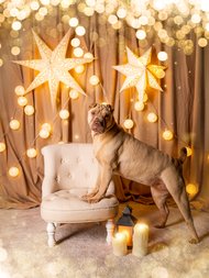 Weihnachtliche Hundefotos im Fotostudio Dresden-028.jpg