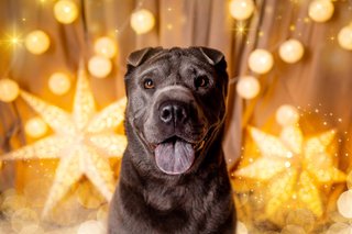 Weihnachtliche Hundefotos im Fotostudio Dresden-025.jpg