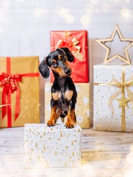 Weihnachtliche Hundefotos im Fotostudio Dresden-019.jpg