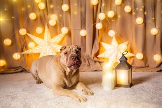 Weihnachtliche Hundefotos im Fotostudio Dresden-024.jpg