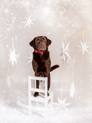 Weihnachtliche Hundefotos im Fotostudio Dresden-032.jpg