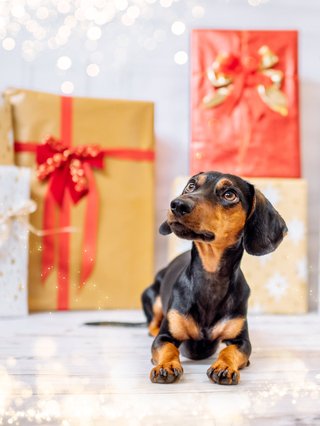 Weihnachtliche Hundefotos im Fotostudio Dresden-020.jpg