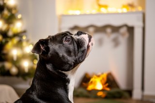 Weihnachtliche Hundefotos im Fotostudio Dresden-014.jpg