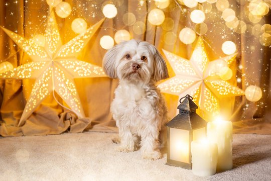 Weihnachtliche Hundefotos im Fotostudio Dresden-010.jpg