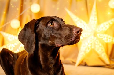 Weihnachtliches Hundeporträt von Labrador Weimaraner Mischling in Dresden