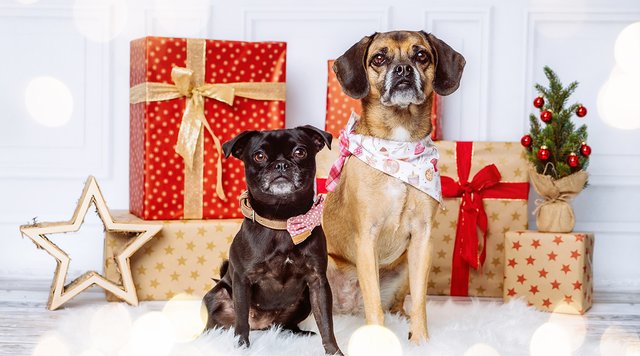 Weihnachtsfoto mit Mops und Puggle Hunden in Dresden