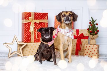 Weihnachtsfoto mit Mops und Puggle Hunden in Dresden