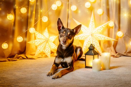 Weihnachtsfoto von Hütehund vor festlichem Hintergrund in Dresden