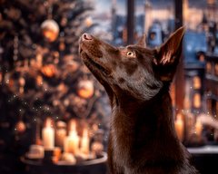 Australian Kelpie in gemütlicher Weihnachtskulisse bei Hundefotoshooting Dresden