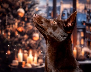 Australian Kelpie in gemütlicher Weihnachtskulisse bei Hundefotoshooting Dresden