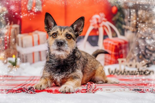 Mischling bei Weihnachtsfotos in Dresden mit Winterkulisse