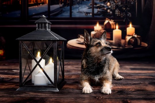 Mischlingshund in festlicher Weihnachtskulisse