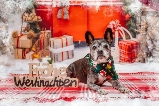 Mischling mit frohe Weihnachten Schild bei Weihnachtsfotoshoot in Dresden