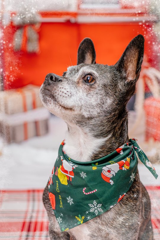 Mischling mit Weihnachtshalstuch vor Winterkullise