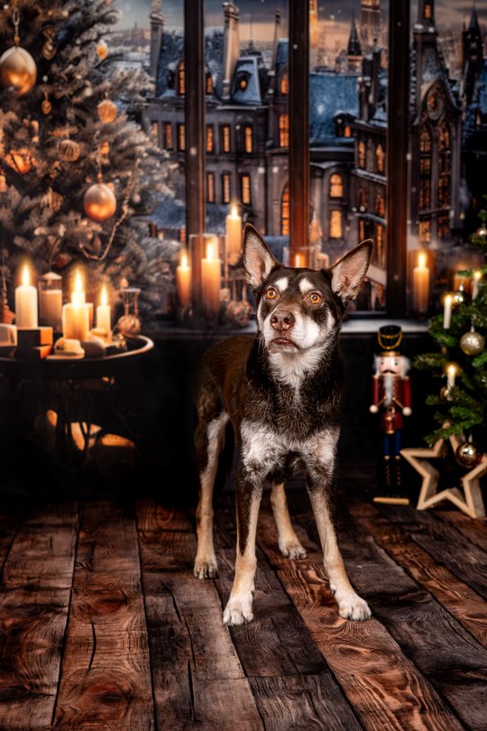 Working Kelpie in gemütlicher Weihnachtskulisse bei Hundefotoshooting