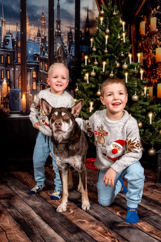 Working Kelpie mit Kindern in gemütlicher Weihnachtskulisse bei Hundefotoshooting