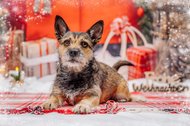 Mischling bei Weihnachtsfotos in Dresden mit Winterkulisse