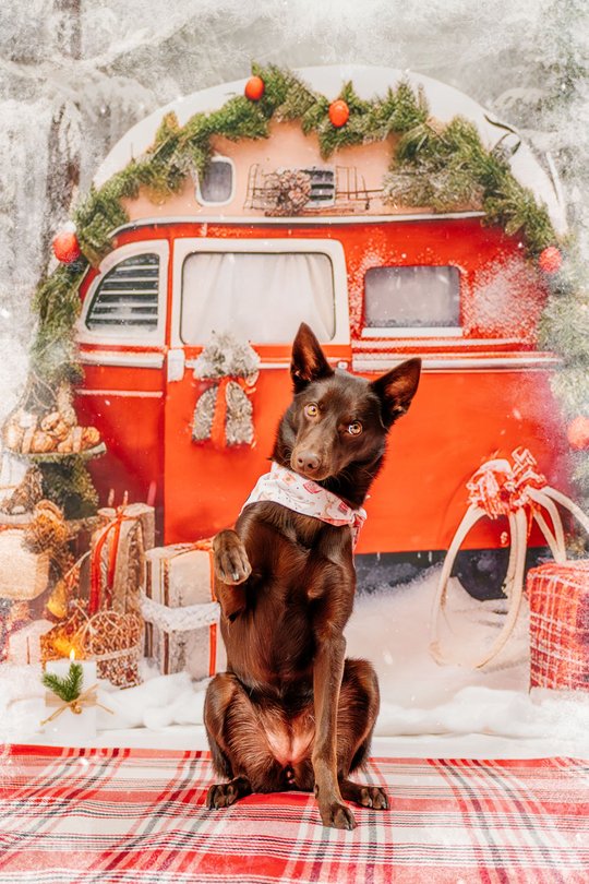 Australian Kelpie mit Weihnachtshalstuch winkt vor Winterkulisse