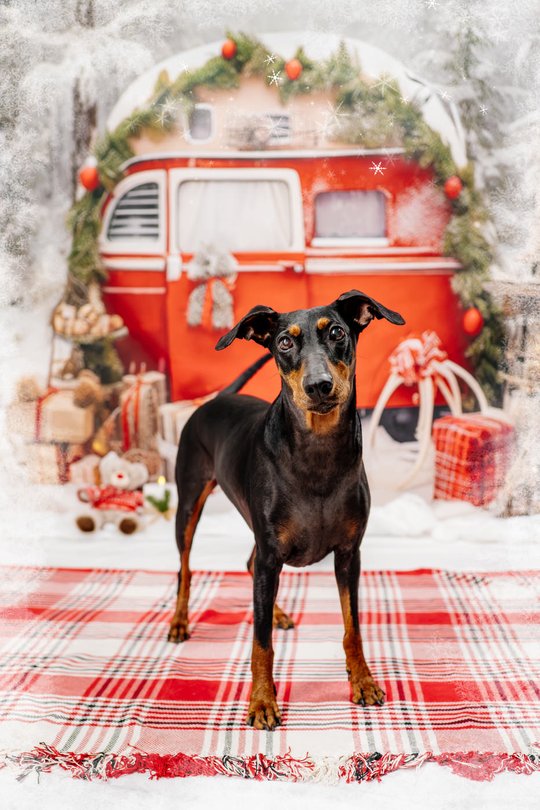 Deutscher Pinscher vor Weihnachtskulisse in Dresden
