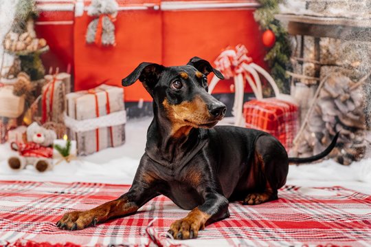 Deutscher Pinscher vor Weihnachtskulisse in Dresden