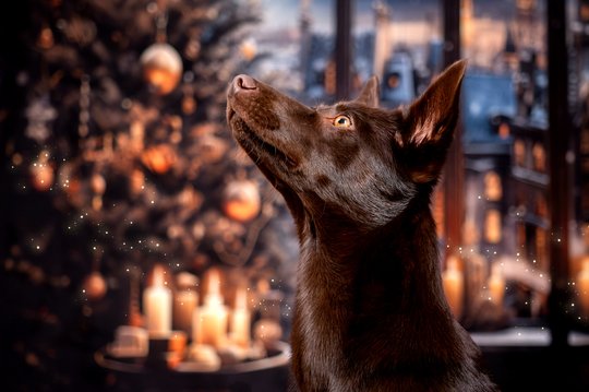 Australian Kelpie in gemütlicher Weihnachtskulisse bei Hundefotoshooting Dresden