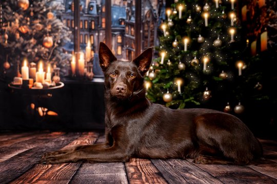 Australian Kelpie in gemütlicher Weihnachtskulisse bei Hundefotoshooting Dresden