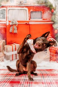 Australian Kelpie mit Weihnachtshalstuch winkt vor Winterkulisse