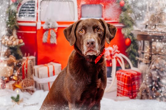 Labrador vor roter Weihnachtskulisse