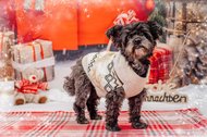 Mischling Weihnachtsfotos im Fotostudio Dresden