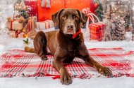 Labrador vor roter Weihnachtskulisse