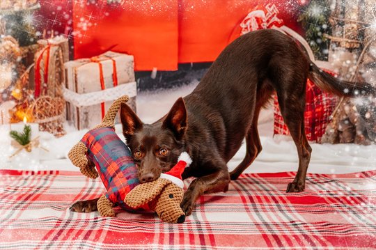 Australian Kelpie spielt bei Weihnachtsfotoshoot mit Hundespielzeug