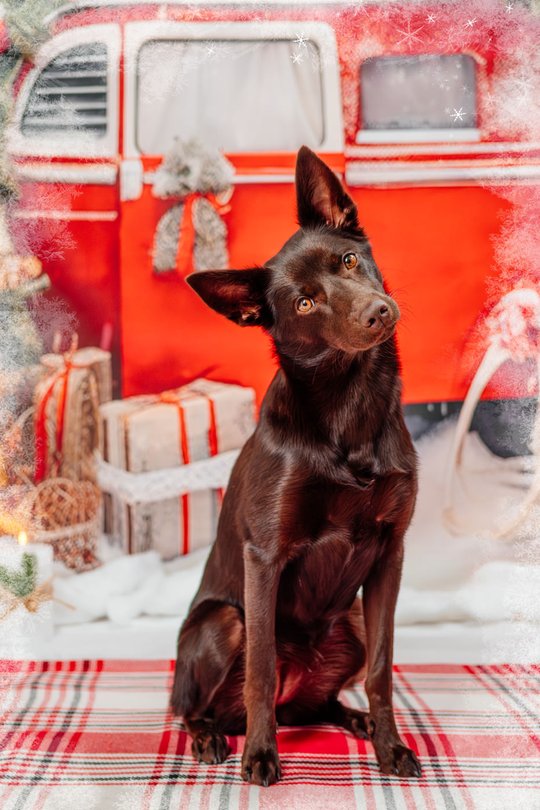 Australian Kelpie bei Hunde Weihnachtsfotoshoot in Dresden vor Winterkulisse