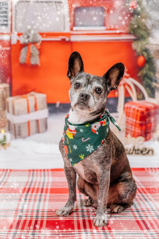 Mischling mit Weihnachtshalstuch vor Winterkullise