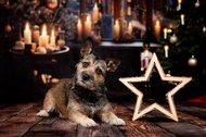 Mischling mit Weihnachtsstern vor Kerzen