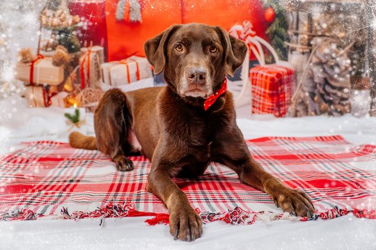 Labrador vor roter Weihnachtskulisse