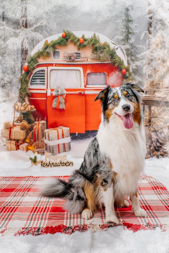 Aussie vor Winterkulisse bei Weihnachtsfotoshooting in Dresden