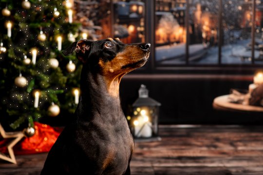 Deutscher Pinscher beim Weihnachts-Fotoshooting in Dresden vor festlicher Kulisse mit Weihnachtsbaum und Kerzen
