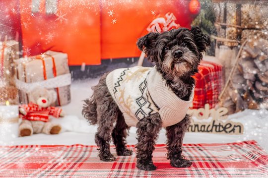 Mischling Weihnachtsfotos im Fotostudio Dresden