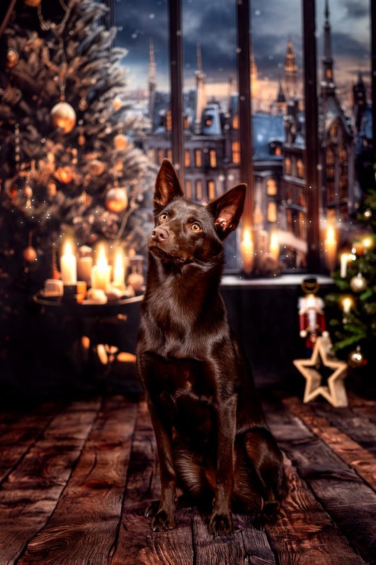 Australian Kelpie in gemütlicher Weihnachtskulisse bei Hundefotoshooting Dresden